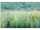 85 (Lot 306) Botanical Cct, Banora Point NSW 2486