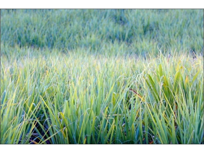 85 (Lot 306) Botanical Cct, Banora Point NSW 2486