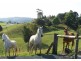 2 Crofters Way, Bilambil NSW 2486