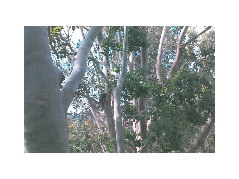 74 Lakeview Tce, Bilambil Heights NSW 2486