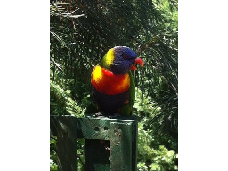 31 Fir St, Bilambil Heights NSW 2486