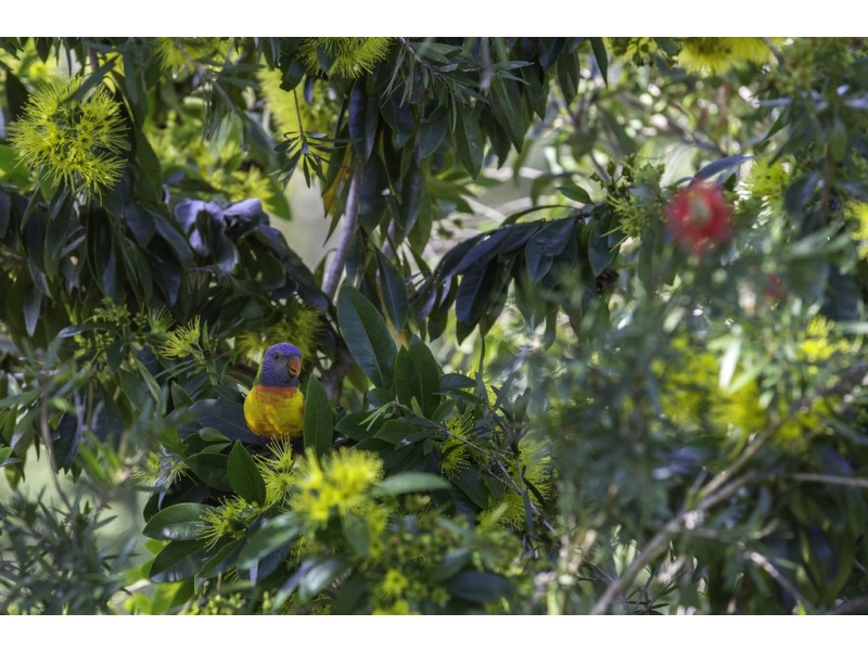 6 Grey Gum Street, Pottsville NSW 2489