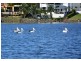 4 Bollard Circuit, Clear Island Waters QLD 4226