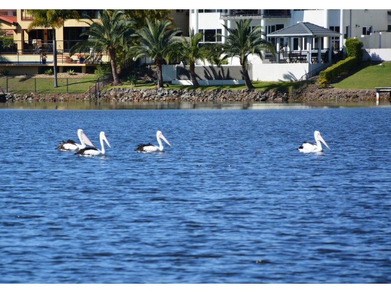 4 Bollard Circuit, Clear Island Waters QLD 4226