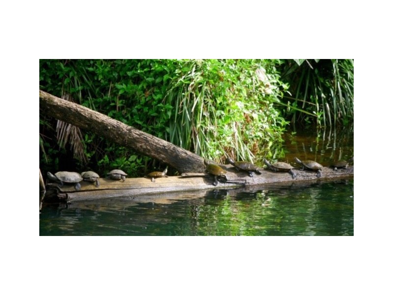 1074 Tallebudgera Creek Rd, Tallebudgera Valley QLD 4228