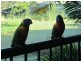 64 ‘The Lakes At Island Quay’ 7-9 Santa Cruz Blvd, Clear Island Waters QLD 4226