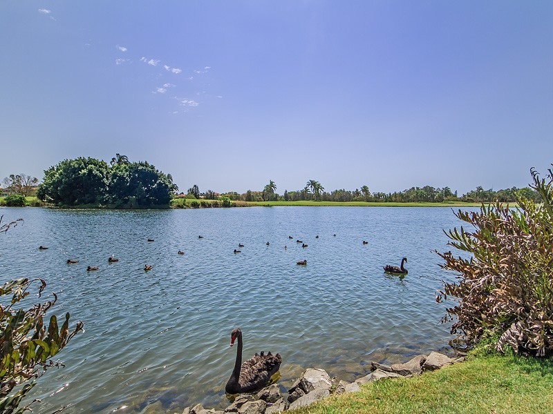 51 ‘Lake Hills’ 117 Palm Meadows Drive, Carrara QLD 4211