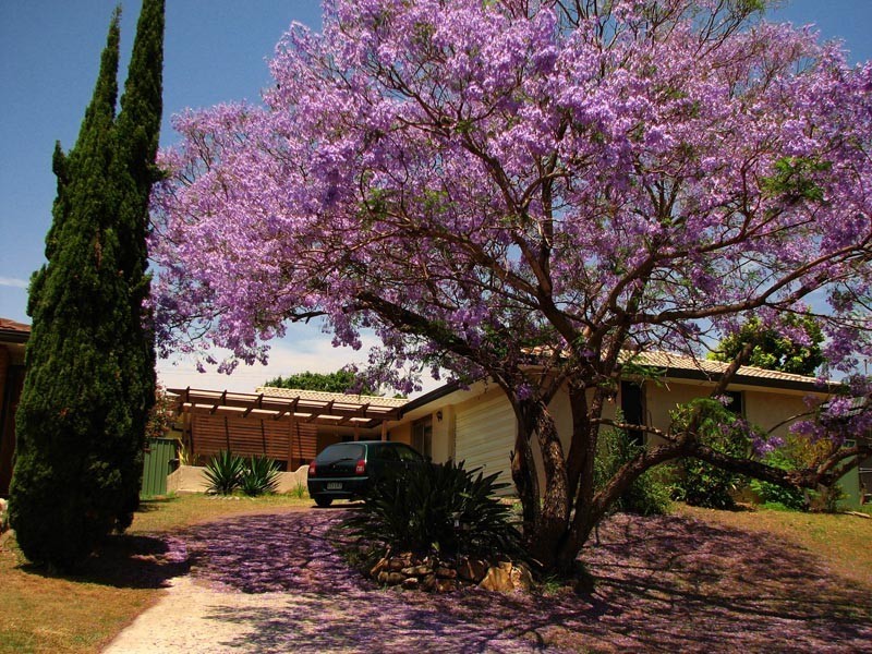 8 Aratula Street, Sunnybank Hills QLD 4109