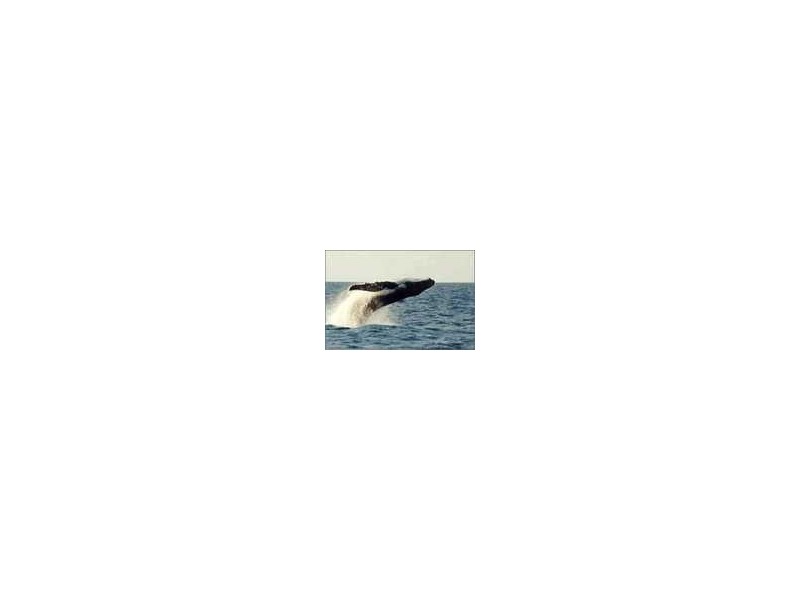 17/20 Pacific Parade, Yamba NSW 2464