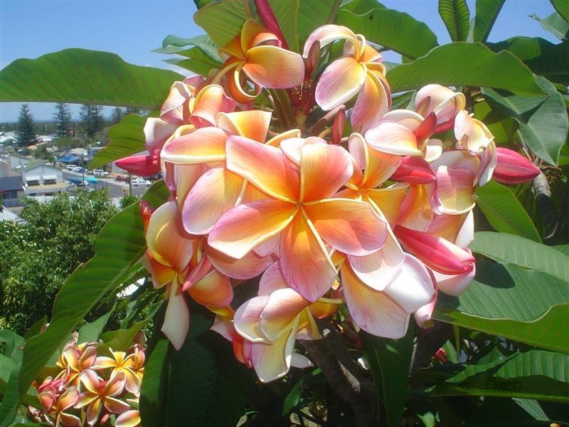 13 Convent Lane, Yamba NSW 2464