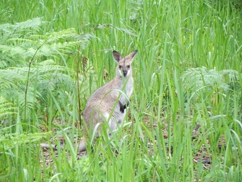 Lot 7 Merle Ann Close, Ashby NSW 2463