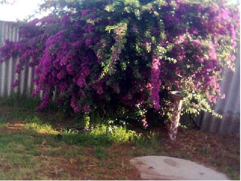 32 Burges Street, Mullewa WA 6630