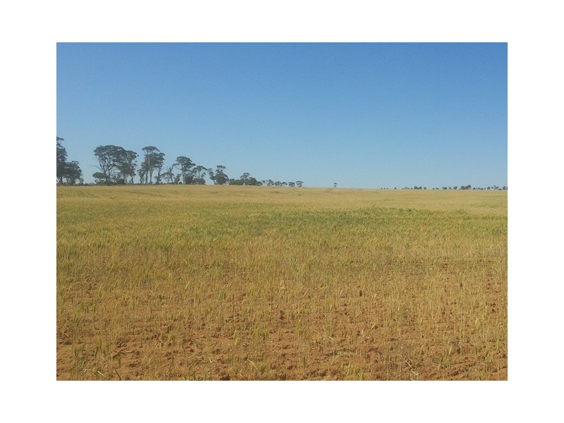 Lot 11381 Doodlakine – Kununoppin Road, Trayning WA 6488