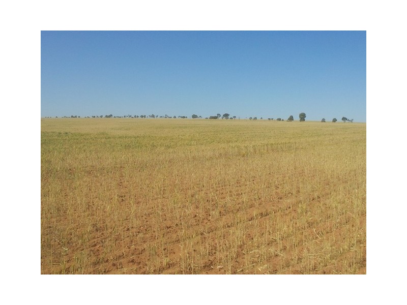 Lot 11381 Doodlakine – Kununoppin Road, Trayning WA 6488