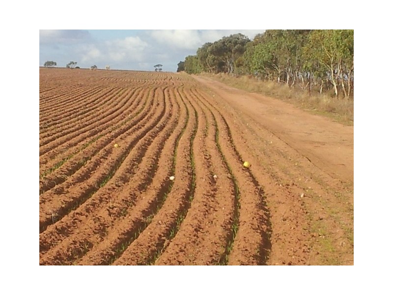 Lot 11381 Doodlakine – Kununoppin Road, Trayning WA 6488