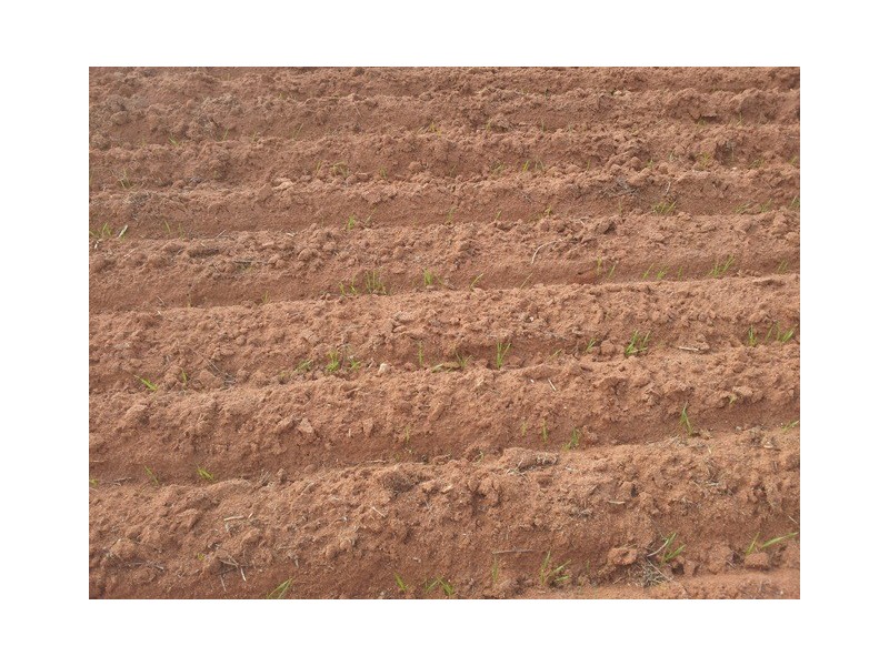 Lot 11381 Doodlakine – Kununoppin Road, Trayning WA 6488