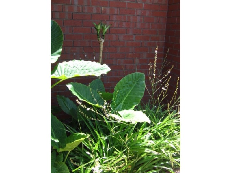 8 Corfu Court, West Lakes SA 5021