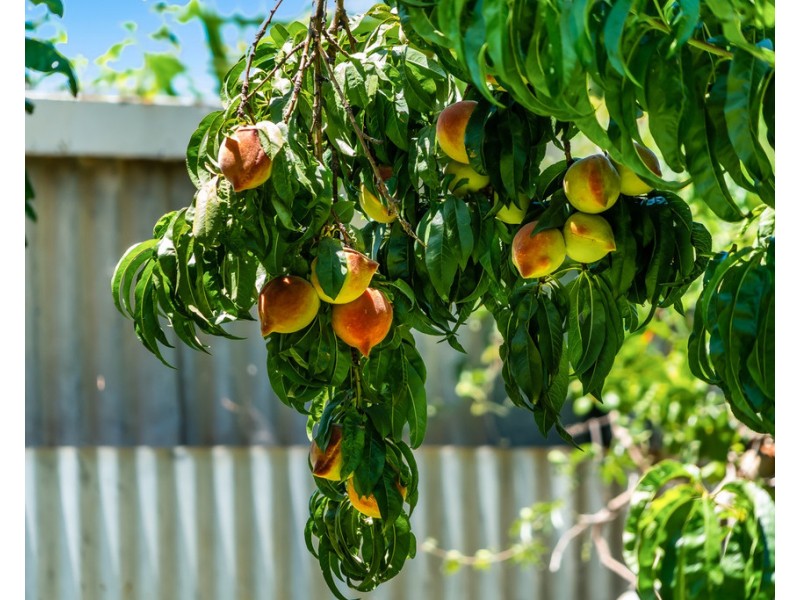 115 William Street, Beverley SA 5009