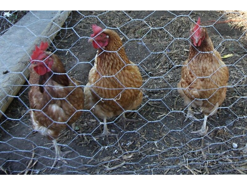 6 Kopurlo Avenue, Brooklyn Park SA 5032