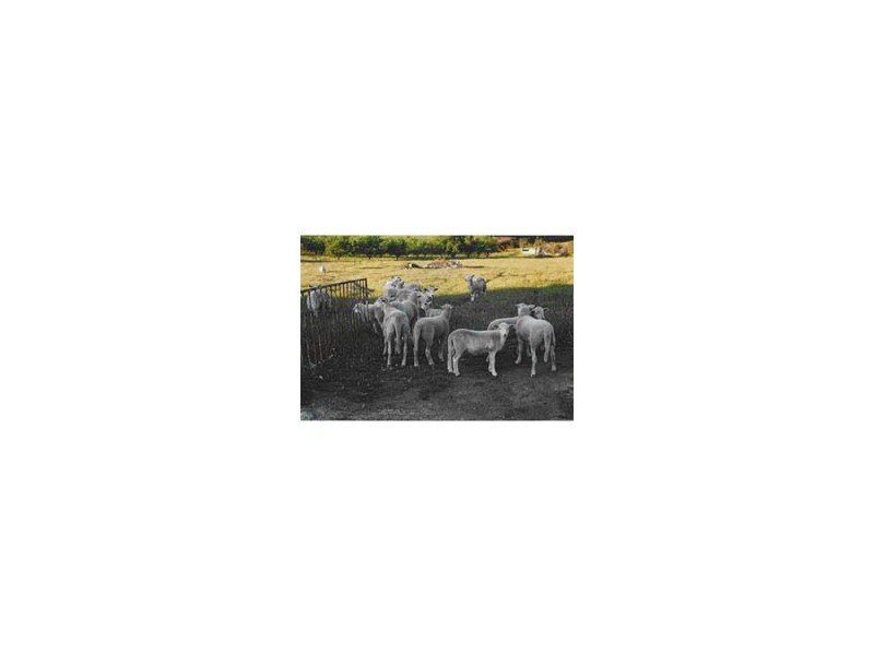 Lot 262 Branson Road, Tatachilla SA 5171