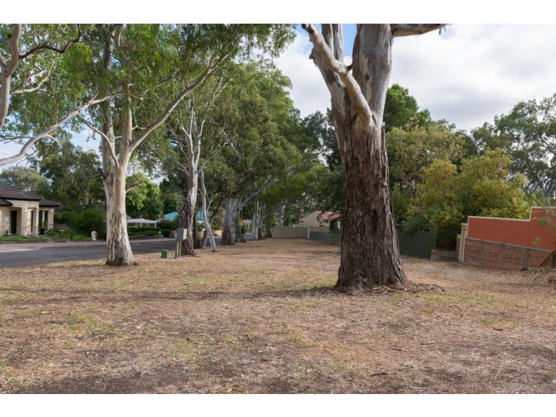 11 Alma Street, Panorama SA 5041