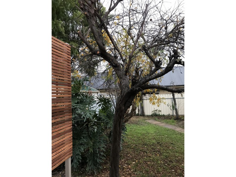 48 Kenilworth Road, Parkside SA 5063