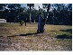 17 Cupania Ct, Poona QLD 4650