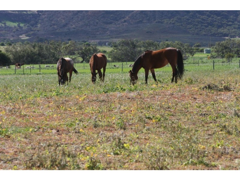 95 Cooper Street, Waggrakine WA 6530