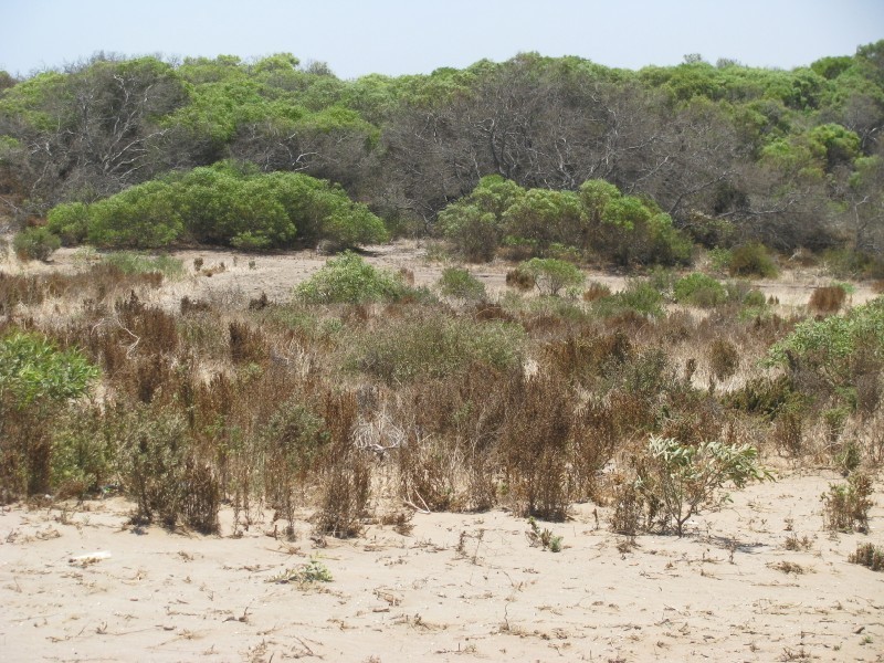 L 115 African Reef Blvd, Greenough WA 6532