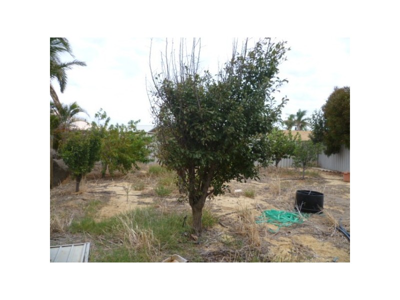 12 Calythrix Court, Strathalbyn WA 6530