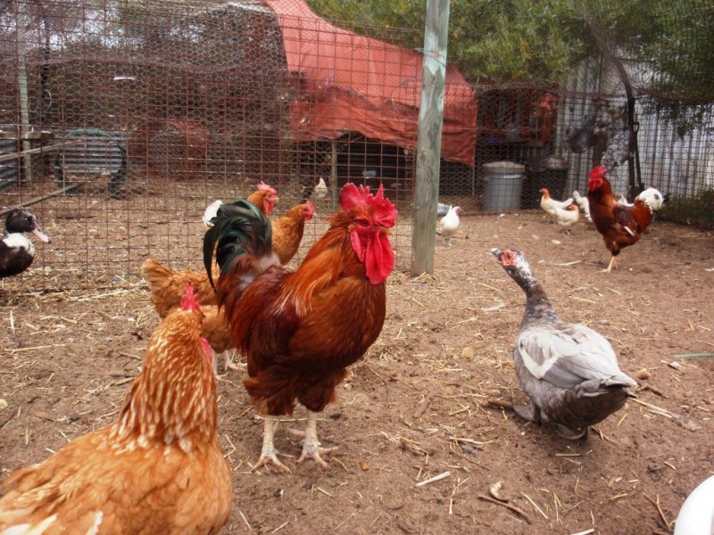 373 Greenough Road, Walkaway WA 6528