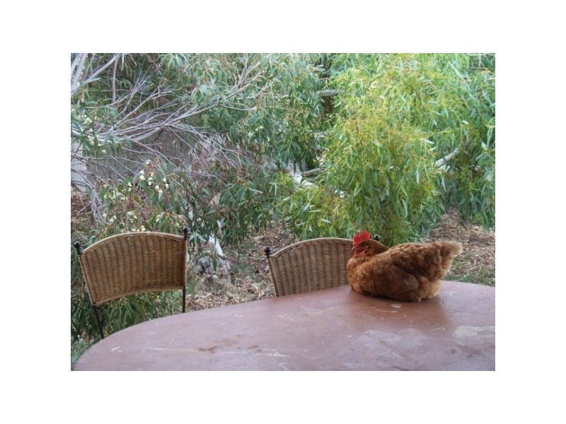 203 Company Road, Greenough WA 6532