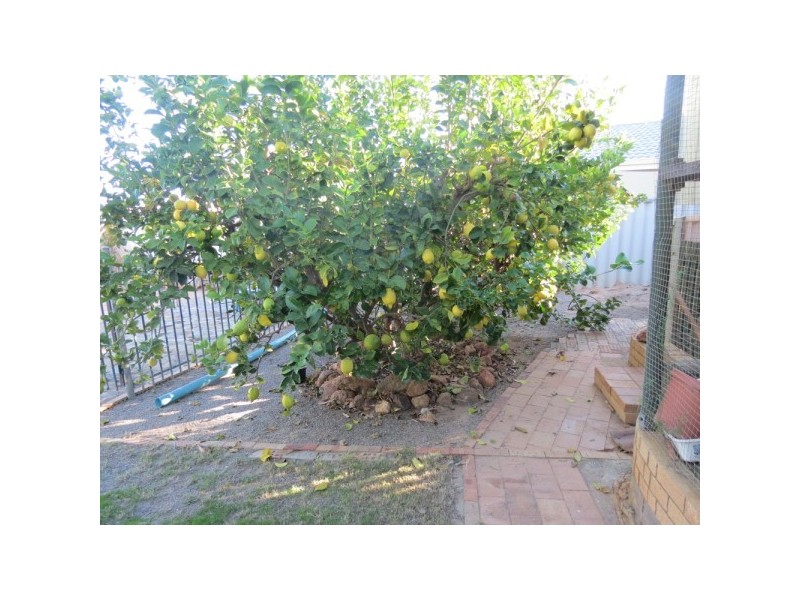 196 Chapman Valley Road, Waggrakine WA 6530