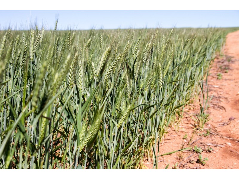 ARBLAY FARM 138 Whitehurst Tetlow Road, Nabawa WA 6532