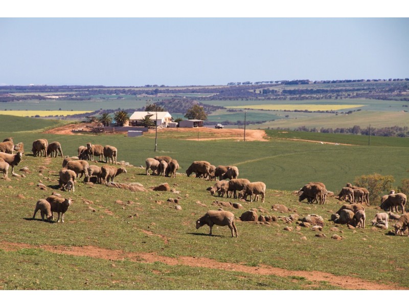 ARBLAY FARM 138 Whitehurst Tetlow Road, Nabawa WA 6532