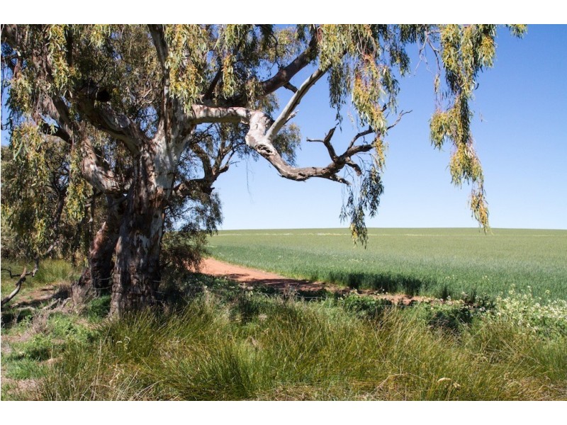 ARBLAY FARM 138 Whitehurst Tetlow Road, Nabawa WA 6532