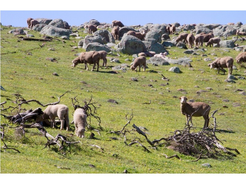 ARBLAY FARM 138 Whitehurst Tetlow Road, Nabawa WA 6532