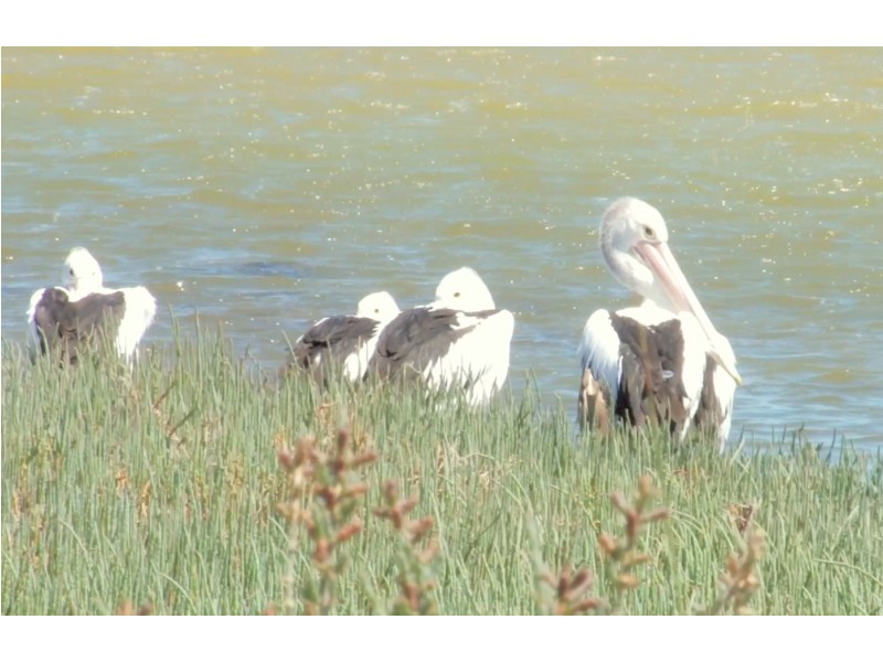 32 Thames Drive, Cape Burney WA 6532