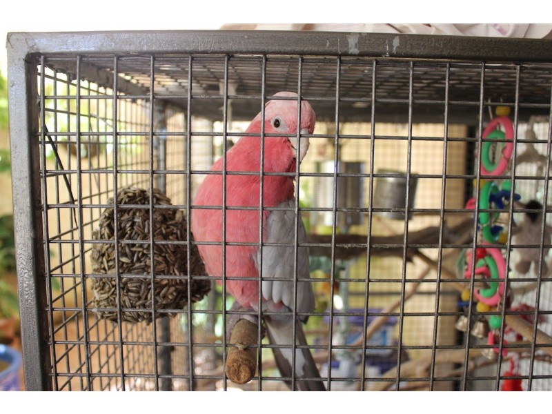 54 Tersonia Way, Strathalbyn WA 6530