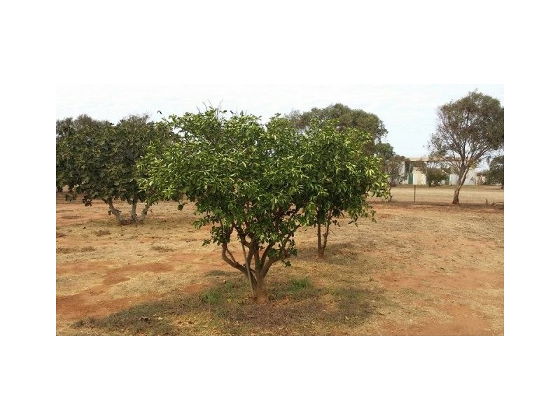 28 Dressage Circle, Deepdale WA 6532