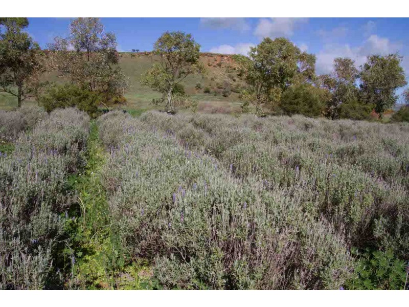 1626 (Lot 123) Chapman Valley Road, Narra Tarra WA 6532