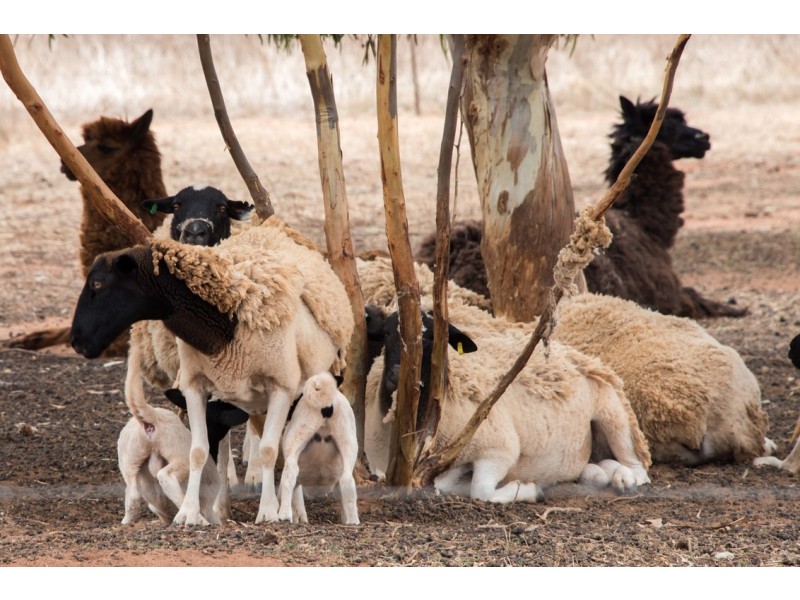 19 Hill River Way, Moonyoonooka WA 6532