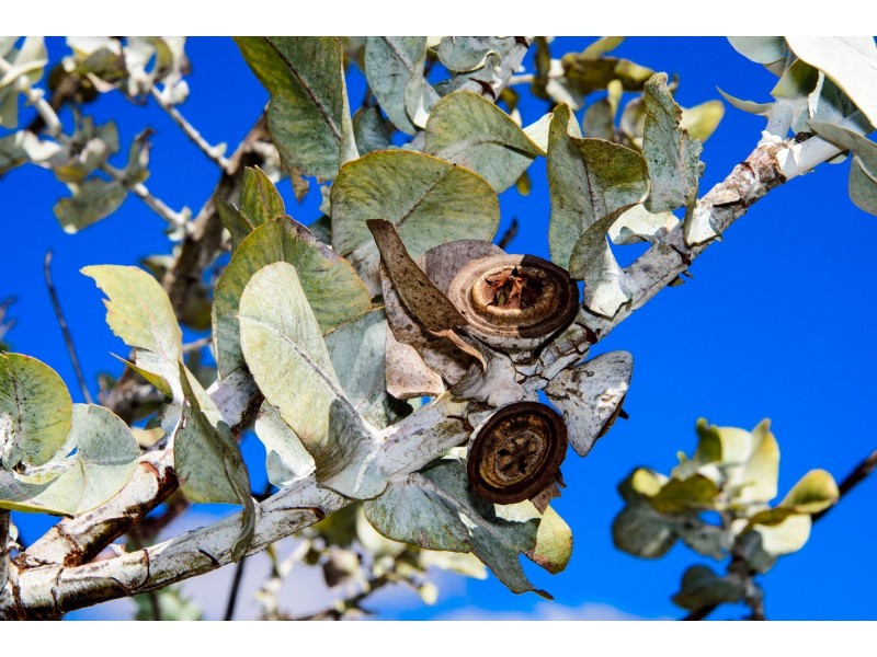 230 Ahern Place, Howatharra WA 6532