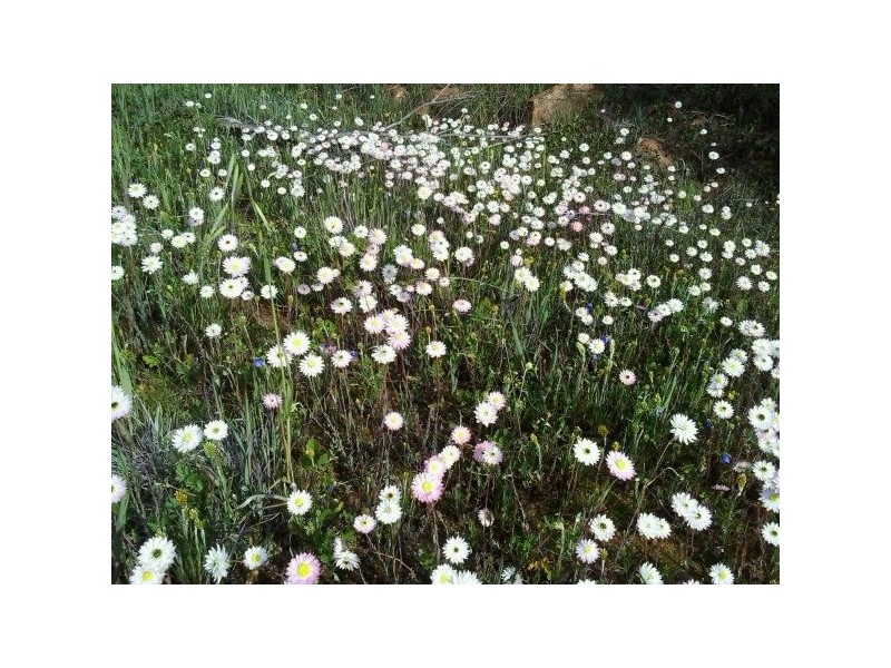 1 Drummond Road, Tardun WA 6628