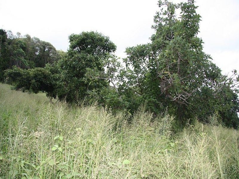 Scrubby Creek QLD 4478