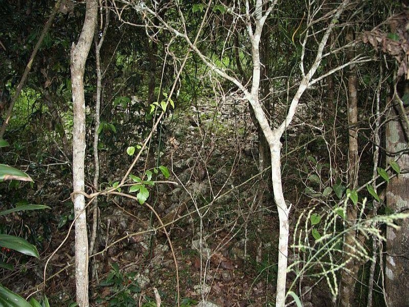 Scrubby Creek QLD 4478