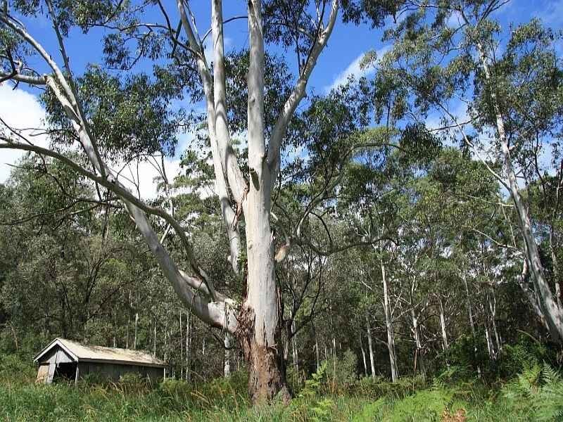 Wolvi QLD 4570