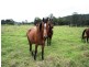 Wolvi QLD 4570