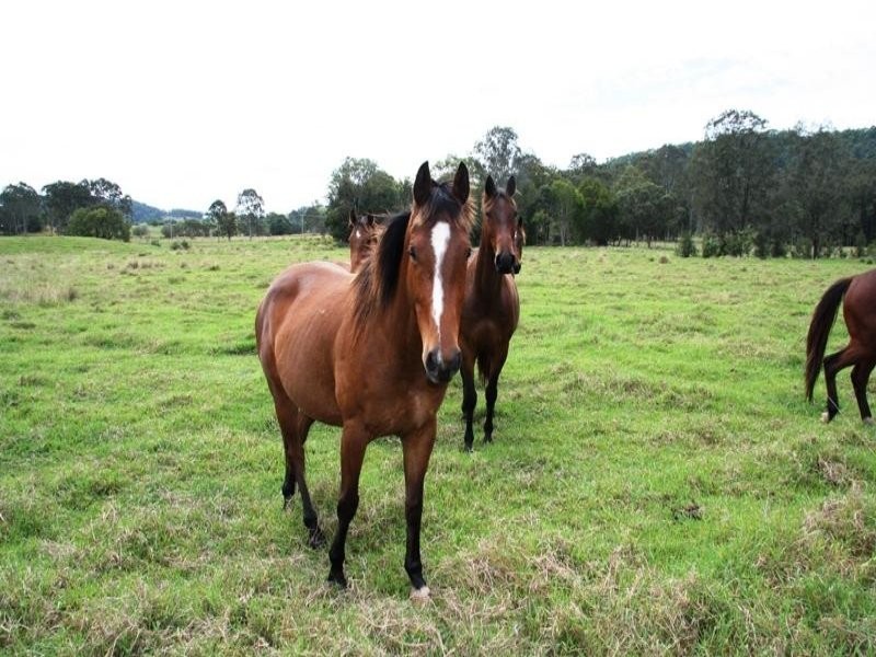 Wolvi QLD 4570