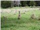 Wolvi QLD 4570